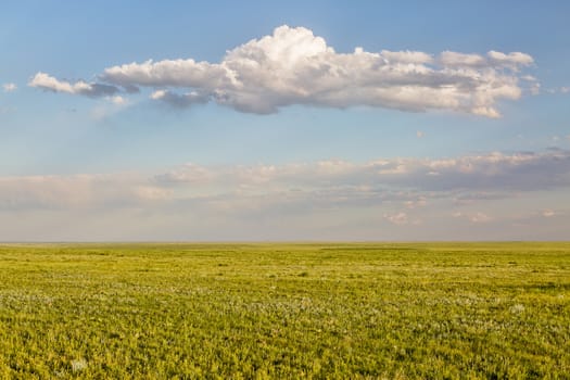 short grass prairie in springtime - Pawnee National Grassland in Weld County, north eastern Colorado