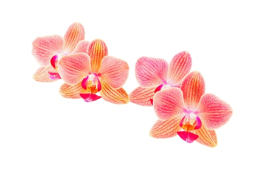 Phalaenopsis orchid flowers isolated on white background