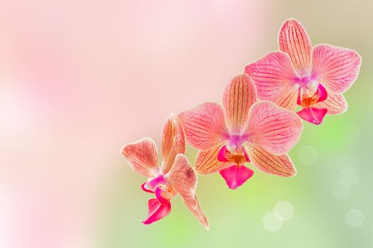 Phalaenopsis orchid flowers on a blurry background