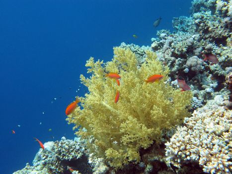 great yellow sotf coral on the bottom of sea on blue water background