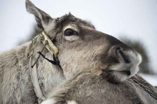Homemade reindeer looks closely and carefully. In the profile.