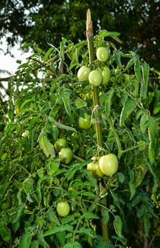 Tomatoes in the field