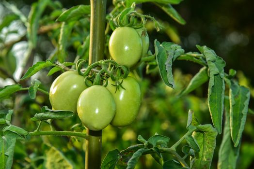 Tomatoes in the field