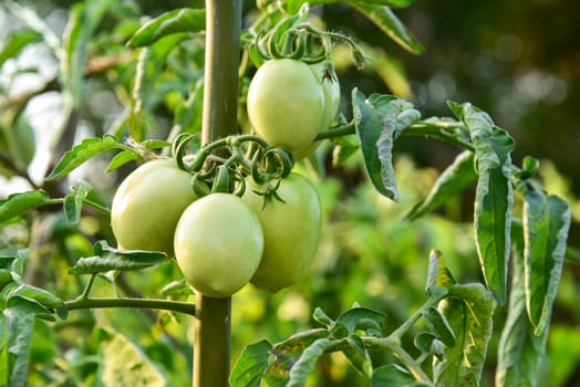 Tomatoes in the field