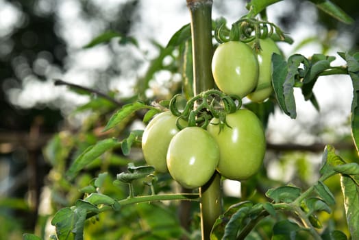 Tomatoes in the field