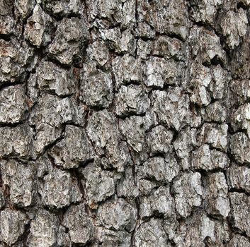 Apple tree bark texture can use as background 