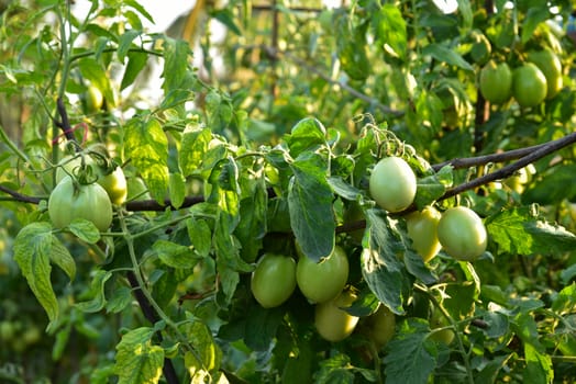 Tomatoes in the field