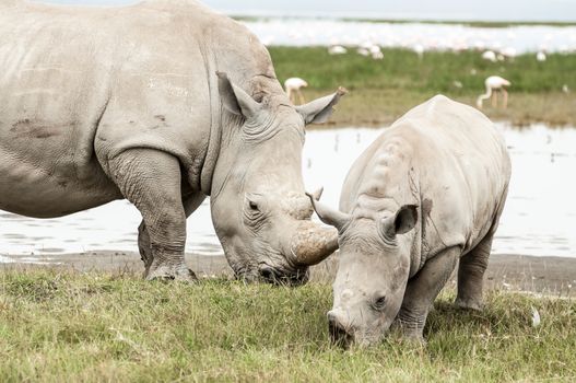 A female White Rhinocores, together with her young offspring, grazing on succulent grass at Lake Nakuru.