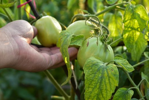 Tomatoes in the field