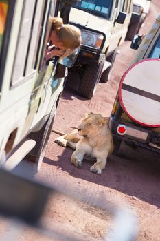 Blonde female touris photographing wild lioness resting in a shade of safari jeep. Ngorongoro national park, Tanzania.