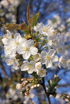 Cherry blossoms in spring can use as background 