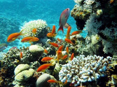coral reef with exotic fishes Anthias at the bottom of tropical sea on blue water background