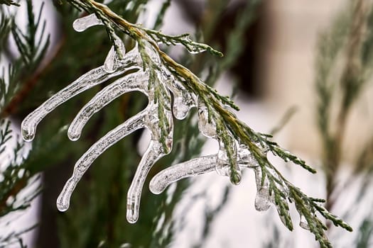 Big icicles on a branch of a juniper in january