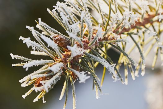 Pine branch covered with frost in January
