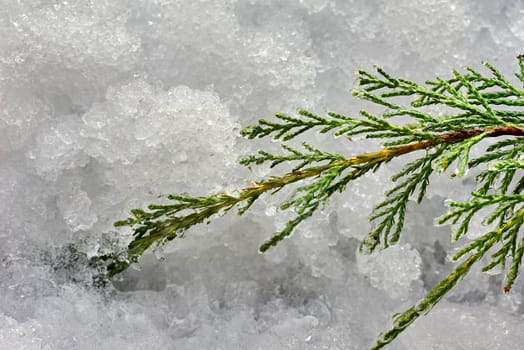 Branch of juniperus,covered with snow in january