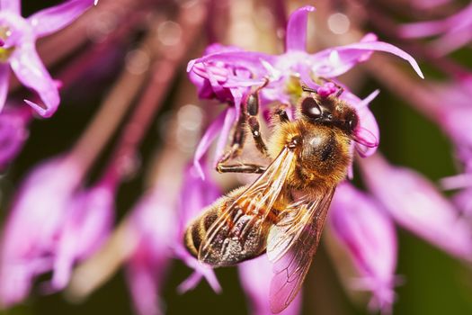 Bee on the Allium Flower in the garden in summer