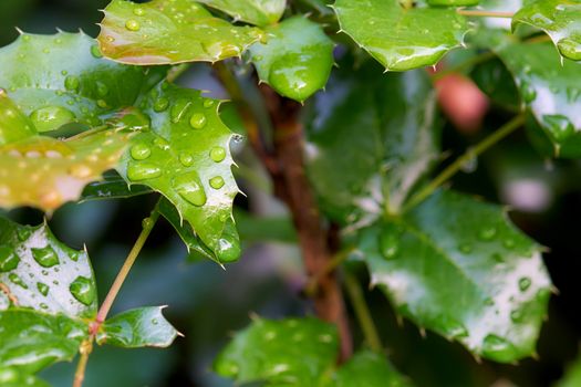 Branch mahonia with green leaves with drops after rain                                