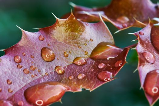 Red leaves mahonia with drops after rain in the garden                               