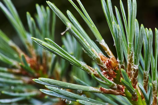 Pine branch with young cones, which made glue                               