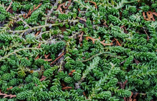 Evergreen ornamental grass closeup in the garden