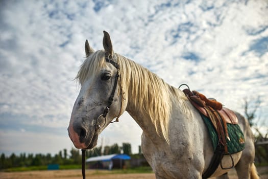 Portrait of a horse against the sky in summer