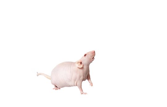 homemade rat on white background isolated