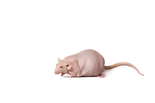 homemade rat on white background isolated