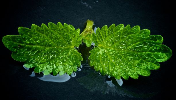 Two Perfect Raw Fresh Green Mint Leafs with Water Drops isolated on Wet Black Stone background