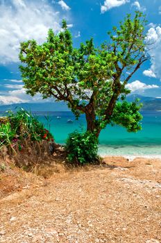 Tree above the Mourtia beach on the Aegean island of Samos