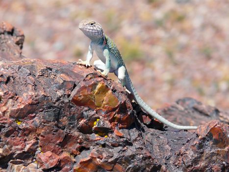 Lizard on fossils at Petrified Forest