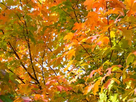 Colorful maple leaves in october sun