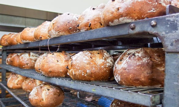 Fresh bread with raisins on gray metal shelves