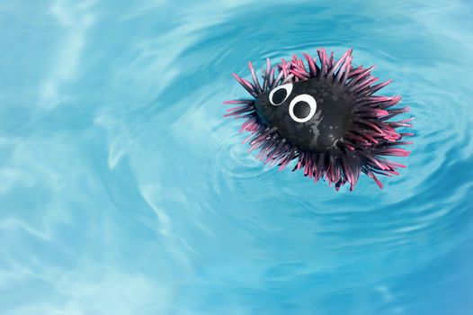 rubber sea urchin toy floating in water