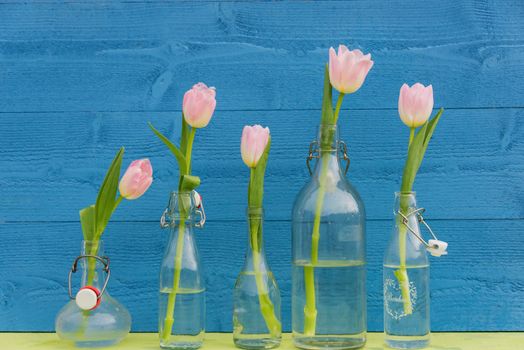 Pink tulips in small glass bottles against a cobalt blue wooden wall.