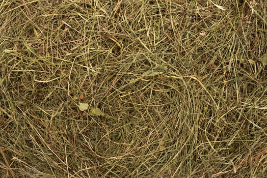 Golden hay texture background close-up