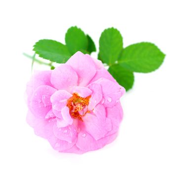 Beautiful pink rose with leaves isolated on white