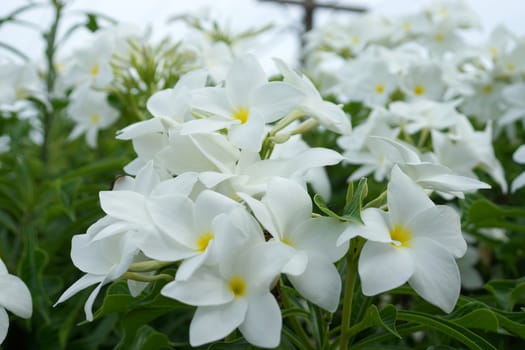 Branch of tropical white flowers frangipani (plumeria) on dark green leaves background