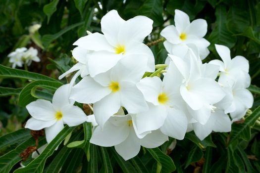 Branch of tropical white flowers frangipani (plumeria) on dark green leaves background