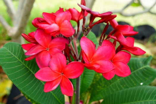 Branch of tropical red flowers frangipani (plumeria) on dark green leaves background