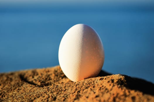 Hen's egg on the stony coast
