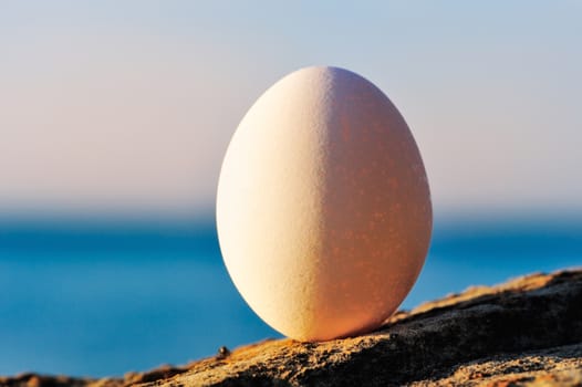 Hen's egg on the stony coast