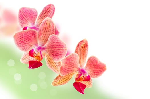 Phalaenopsis orchid flowers on a blurry background