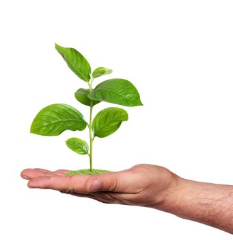 plant in a hand, isolated

