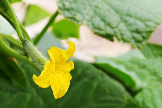 cucumber with flower hang on branch