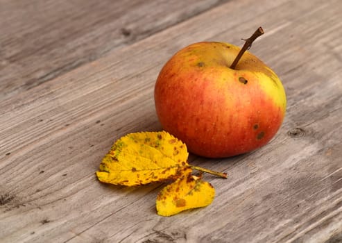 autumn background red apple with leaves