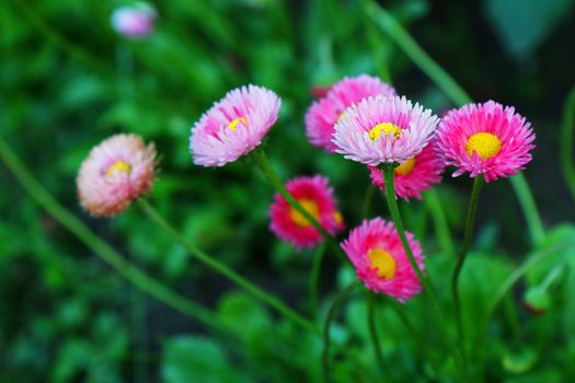 Beautiful marguerite flowers, outdoors 