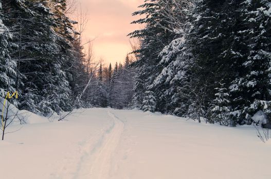 Snowshoe trail in the woods in New Brunswick with a sunset
