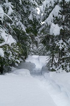 Snowshoe trail in the woods in New Brunswick