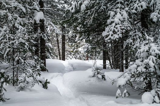 Snowshoe trail through the forestry H
