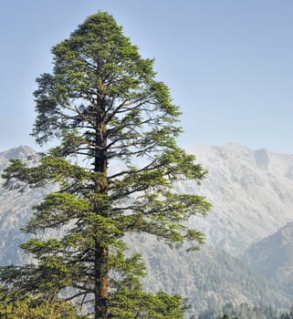 Beautiful tree in Dolpo region in Nepal